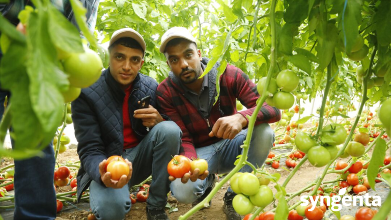 Lansor Tomatoes