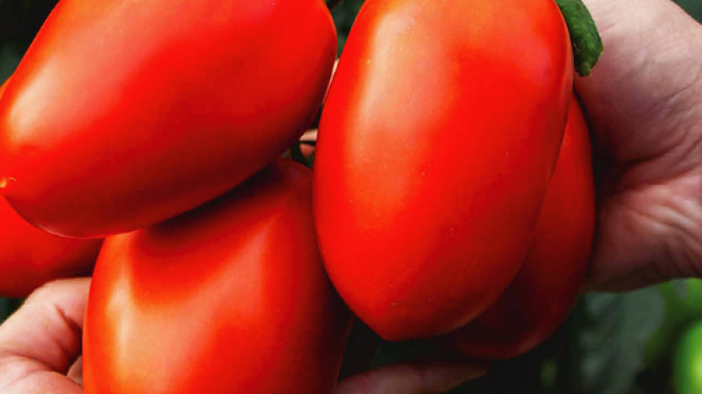 Tomate vincitori