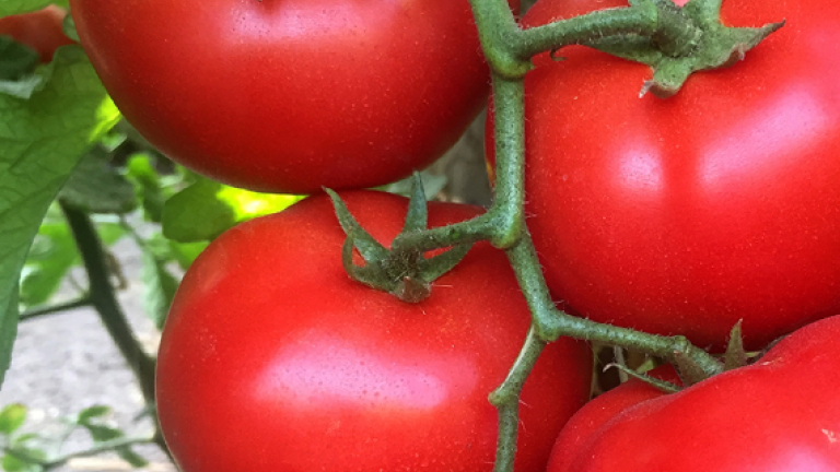 Tomates Noa
