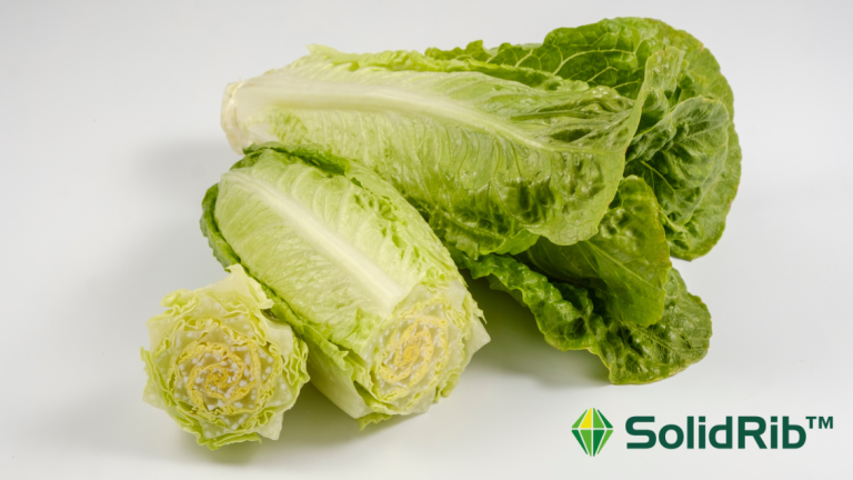 SolidRib Main Image