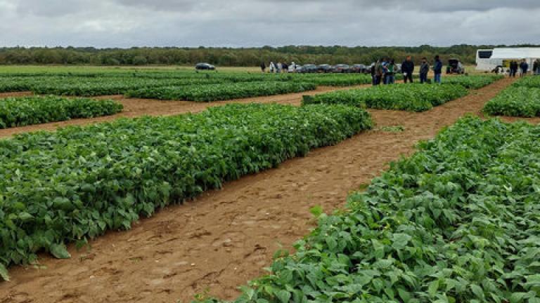 Syngenta Vegetable Seeds kształtuje przyszłość zielonej fasoli wspólnie z klientami z Europy i Afryki