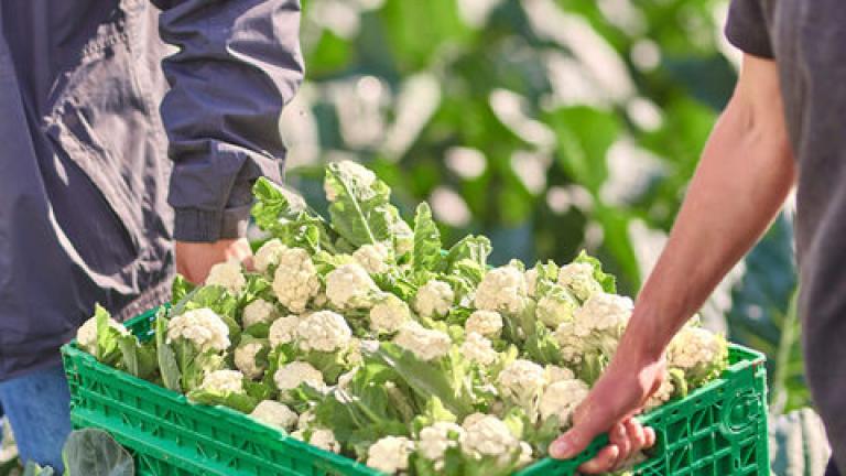 Kalafior Istem firmy Syngenta nominowany do nagrody Innovation Award