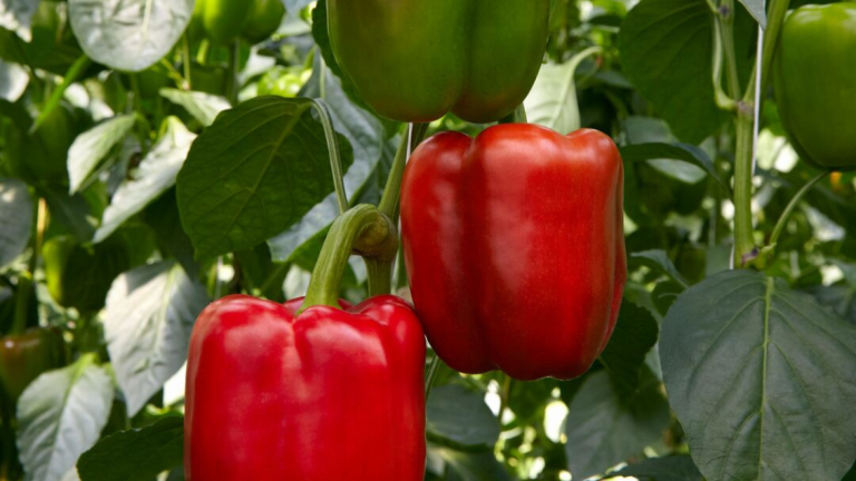 PR11592 rode paprika