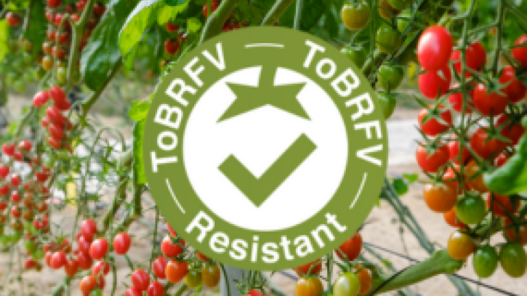 Baby Plum ToBRFV Thumbnail
