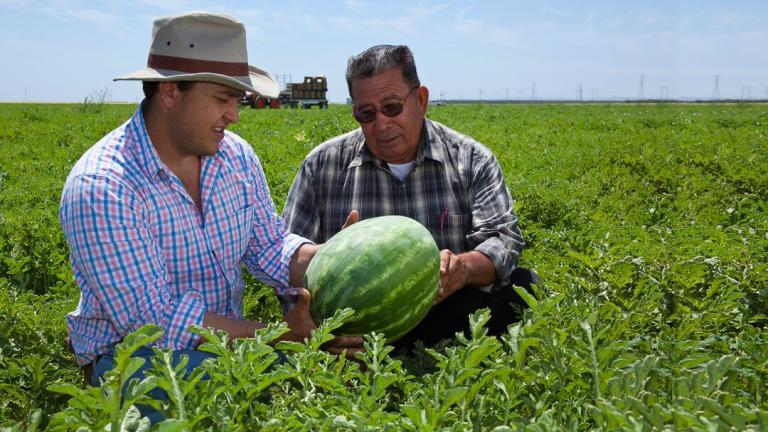 watermelon mex