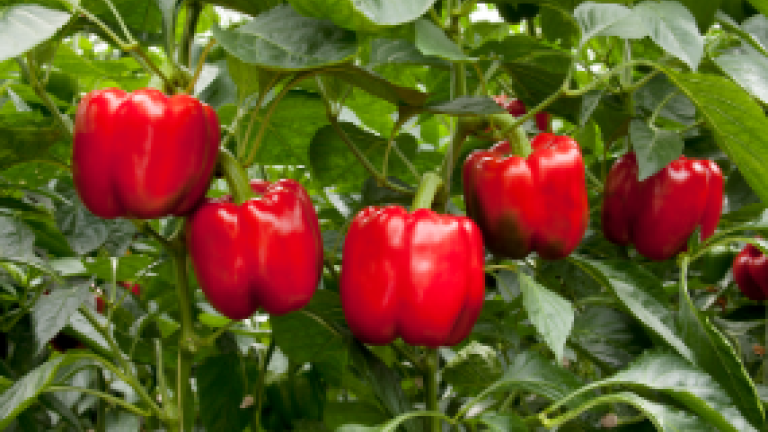 Paprika Teeltinfo