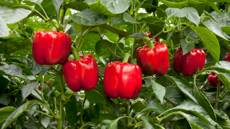 Paprika Teeltinfo