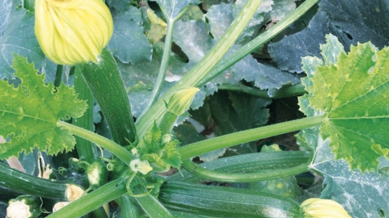 Squash new