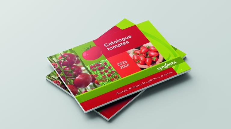Mockup Tomates