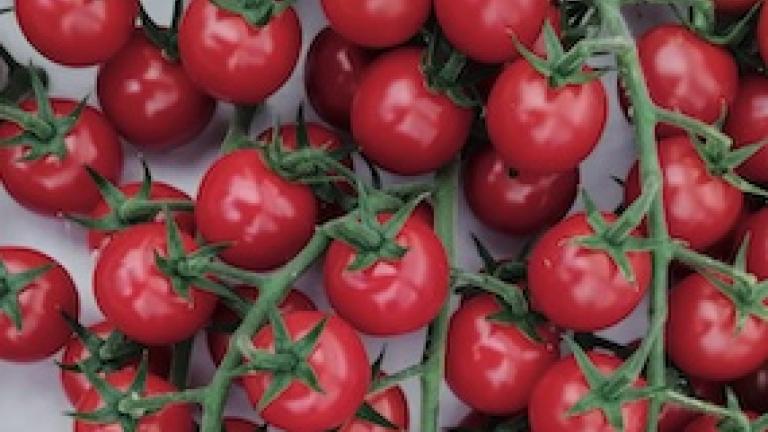 Tomates cerises