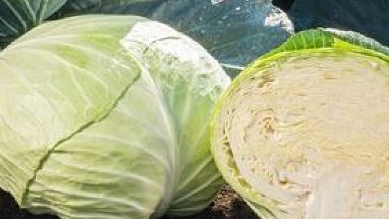 web-storidor_f1_russia_white_cabbage_2020.jpg