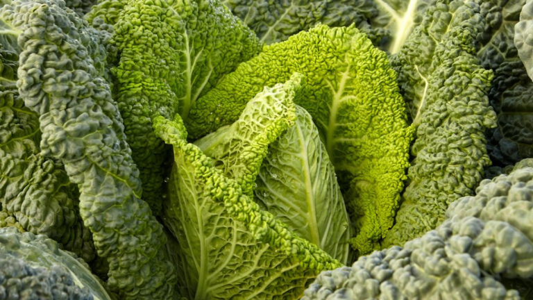 Pointed Savoy Cabbage Main