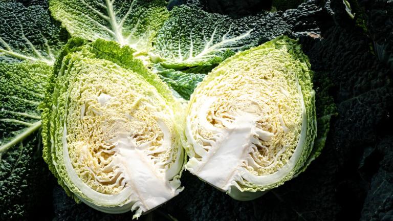 Pointed Savoy Cabbage Interior Cross Section