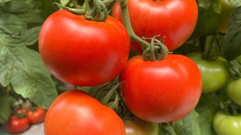 tomato
