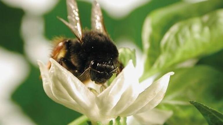 abeille