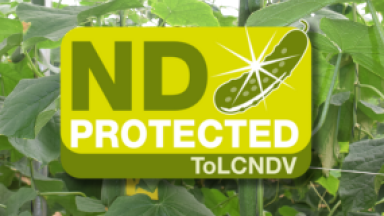 cucumber tolcndv thumbnail
