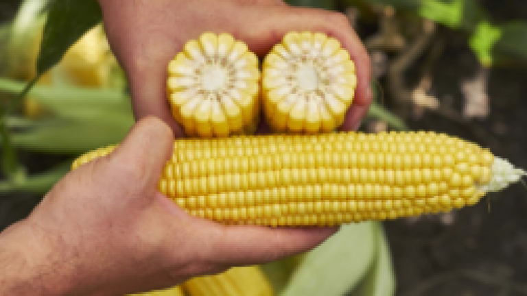 Sweet Corn GSS6924