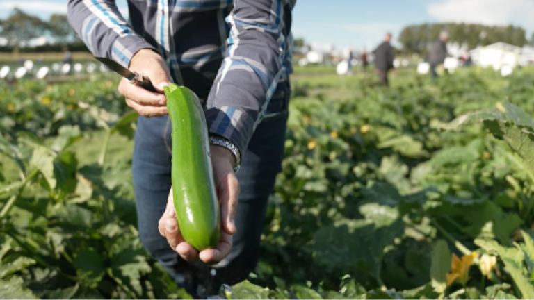 Consistent Size, Yield, and Quality Squash by Syngenta