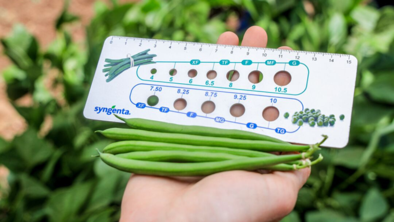 Green Bean Main Image