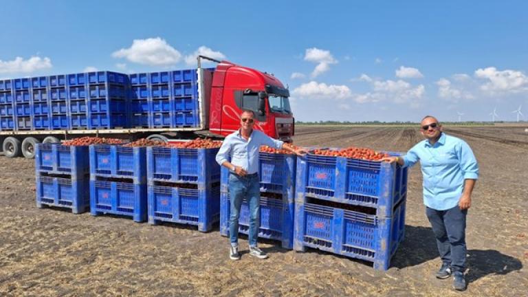 Scelta genetica e collaborazione: le chiavi per valorizzare il pomodoro trasformato Italiano