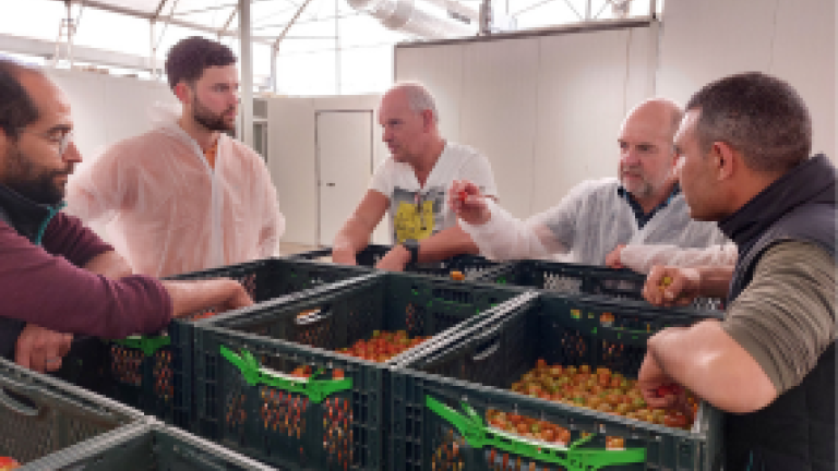 tunisia tomato story thumbnail