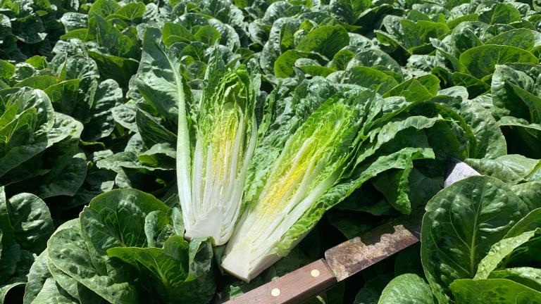 Stampede Romaine Lettuce