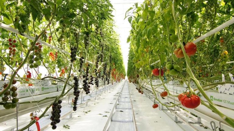 Демонстраційний центр Tomato Vision