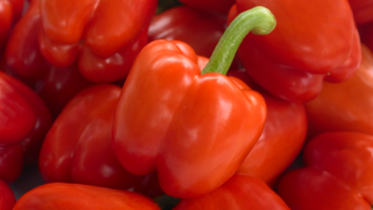 Syngenta Paprika portfolio