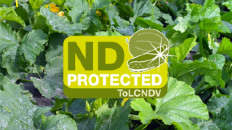 ToLCNDV Teaser Thumbnail Image