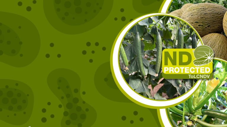ToLCNDV Information Center - Updates from Syngenta Vegetable Seeds on New Delhi Virus in Cucumber, Melon, and Squash