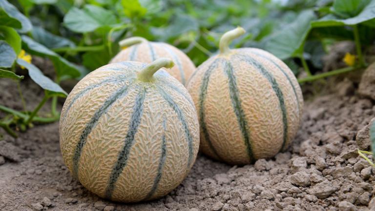 melon-mc21031-8690