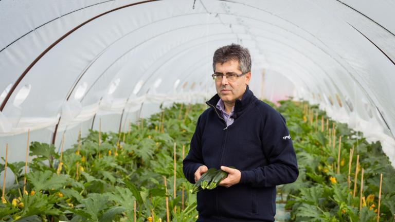 Zucchino italiano, passi avanti nel contrasto al ToLCNDV