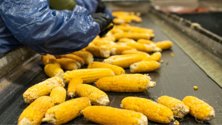 Sweet Corn Processing in Pasco, Washington