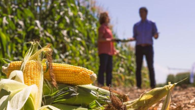 Sweet Corn is grown around the world.