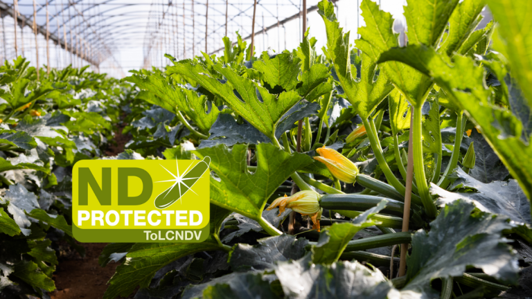 Syngenta Introduce Due Nuove Varietà di Zucchino Resistenti al ToLCNDV per il Bacino del Mediterraneo