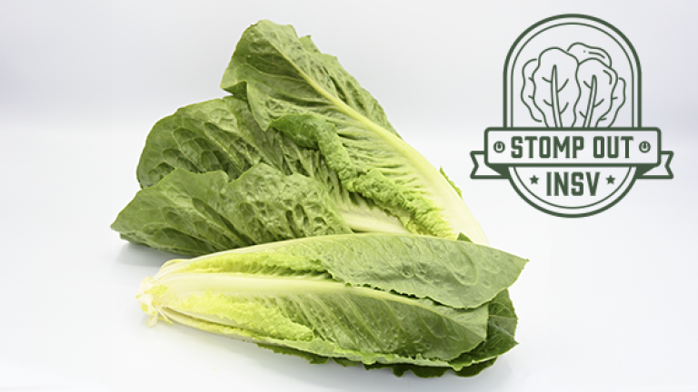 Stampede Romaine Lettuce