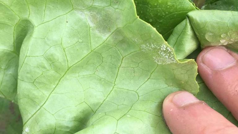 bremia-salade_750x480.jpg