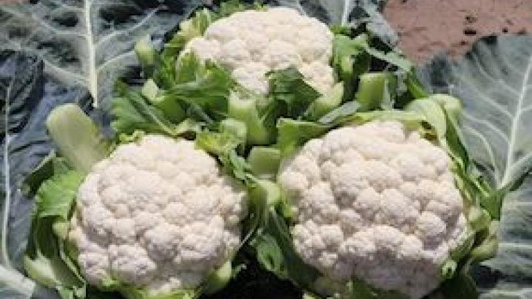 web_jakku_netherlands_cauliflower_2020
