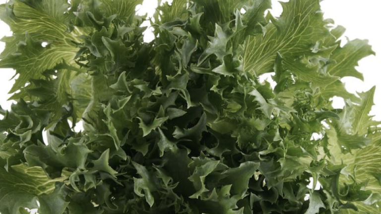 Krispice™ lettuce