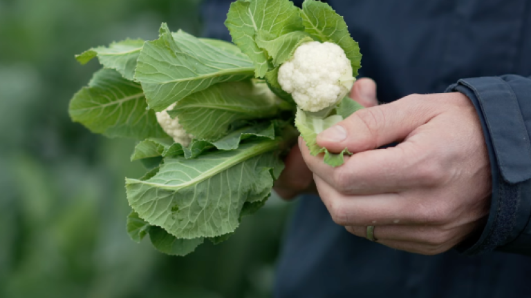 video brassica image
