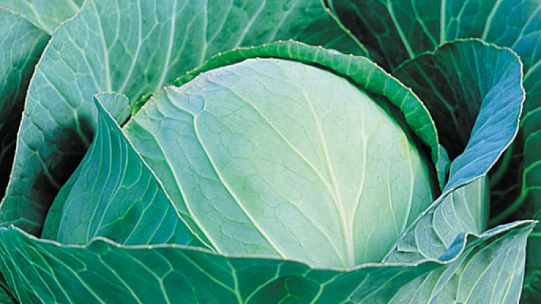 Ramco white cabbage