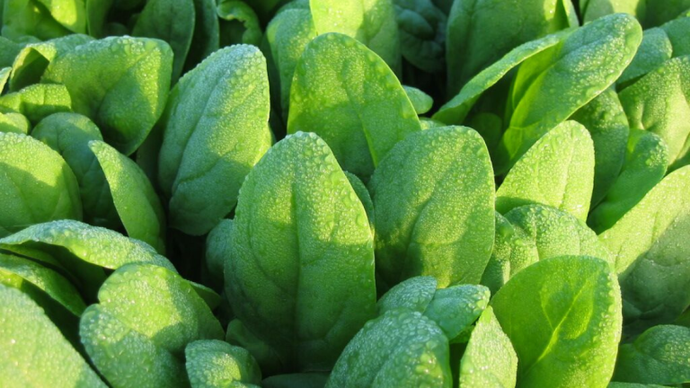 spinach Main Image