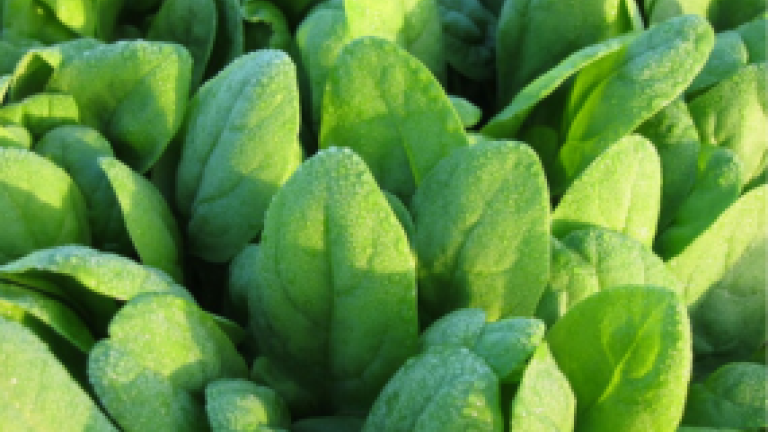 spinach thumbnail