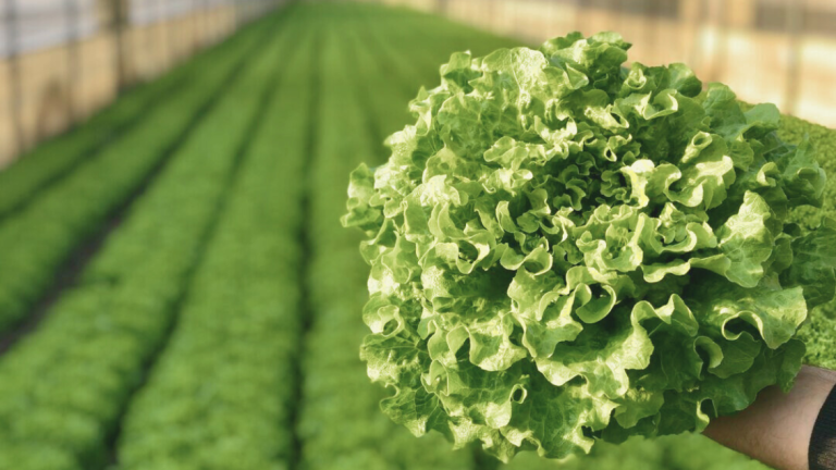 Downy Mildew Research Main Image