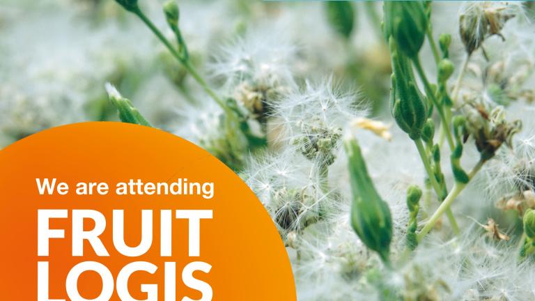 Syngenta Vegetable Seeds