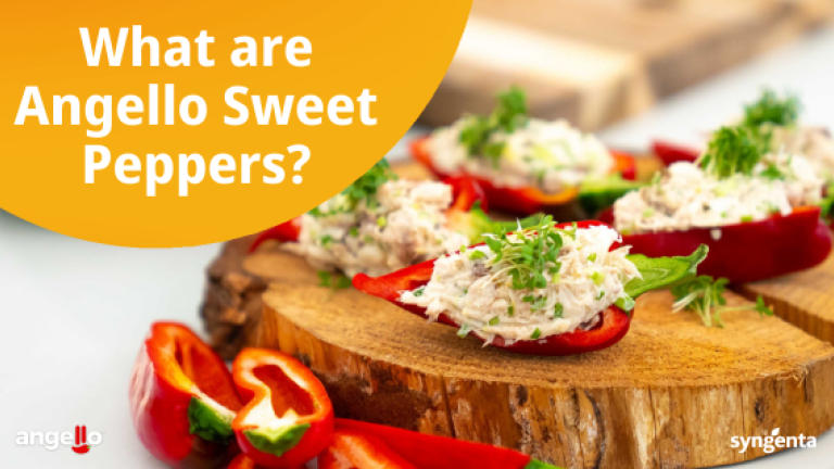 What are Angello Sweet Pepperse