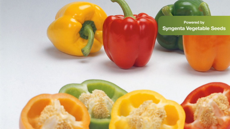 Wortelproblemen in paprika Syngenta