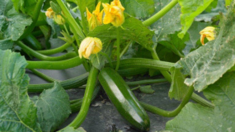 Squash Labor Savings Thumbnail