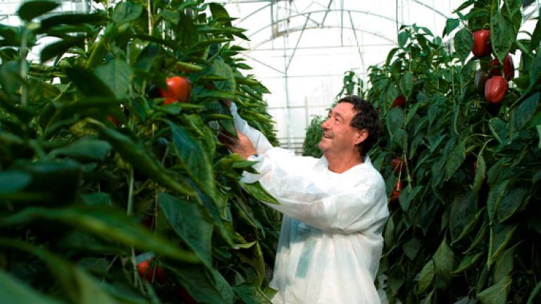 España tiene pimientos todo el año