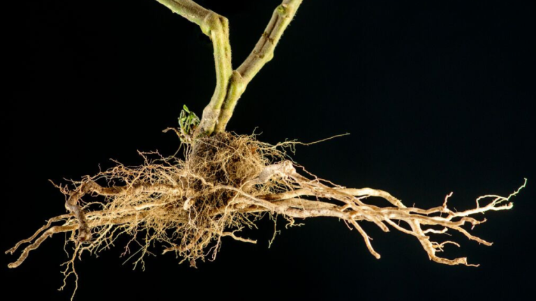 Tomato Rootstock Main Image
